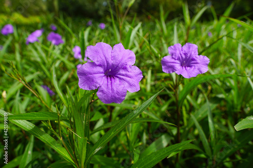 Fototapeta Naklejka Na Ścianę i Meble -  Beautiful purple flowers with awesome detail. 