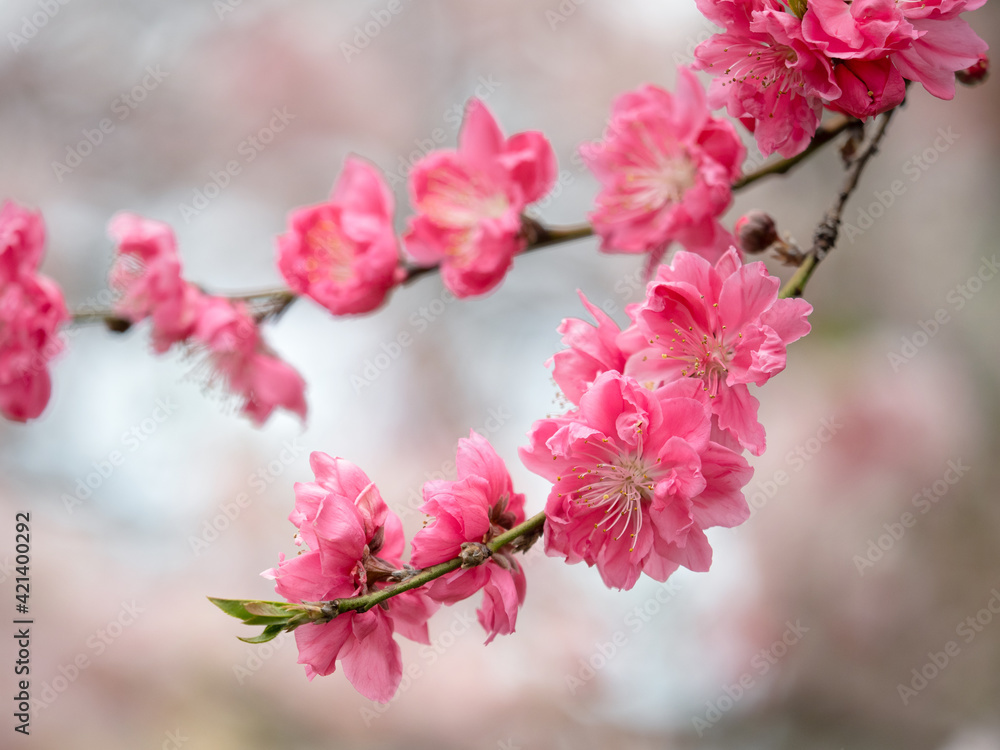 Obraz premium ハナモモ