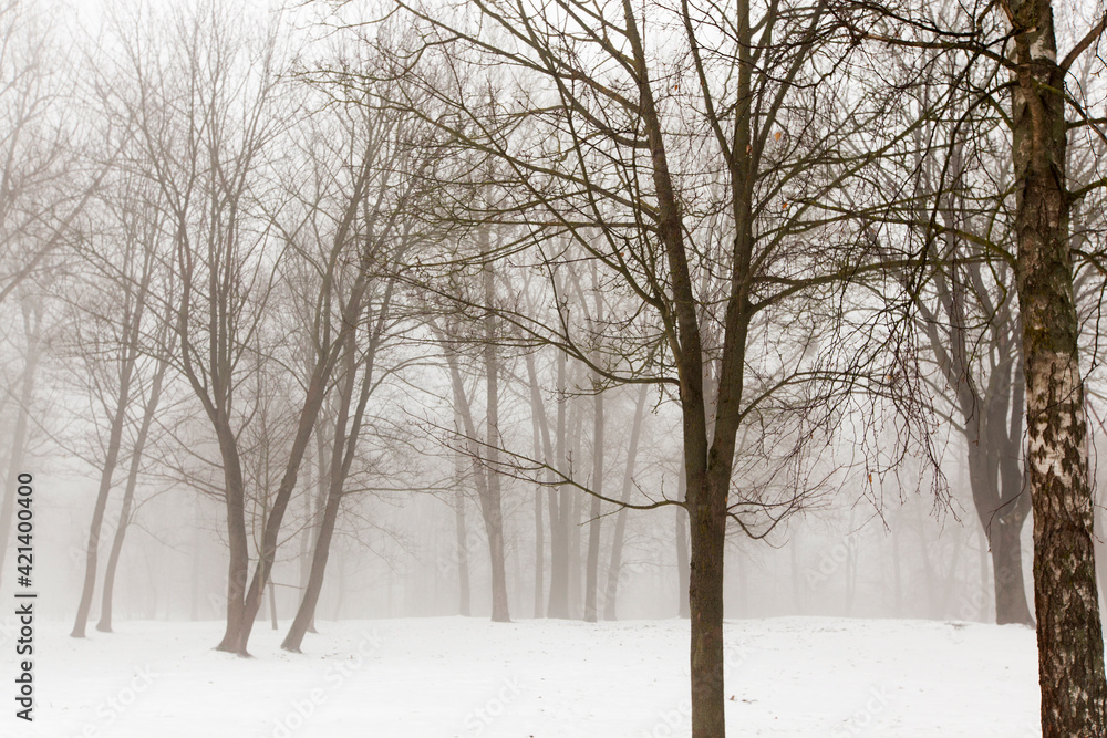 winter weather in the park or forest winter weather in the park or forest