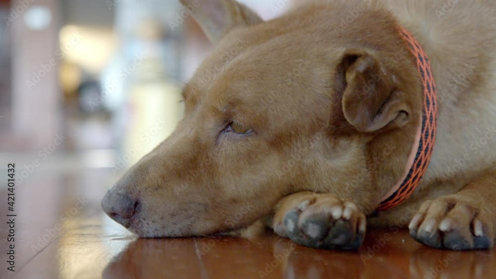 Close up of old sleepy brown dog having cauliflower ear caused by aural