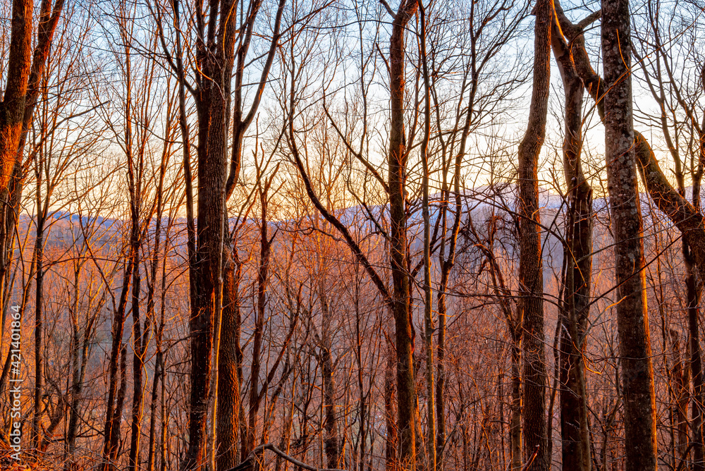 Appalachian hardwood forest in winter, at sunset, golden hour, nature, blue sky Appalachian hardwood forest in winter, at sunset, golden hour, nature, blue sky