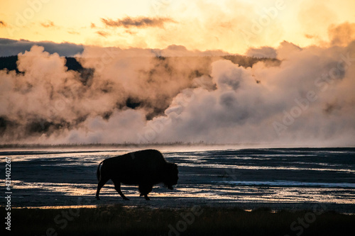 silhouette of a bison grazing in the Lower Basin of Yellowstone National park in Wyoming against a background of steaming hot spring during sunset.