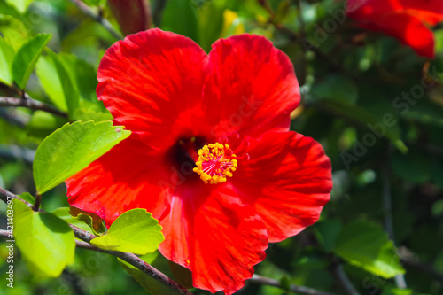 red hibiscus flowers
