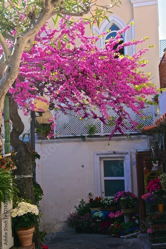 Papier peint Bougainvillaea in bloom on the street of Capri town. Italy