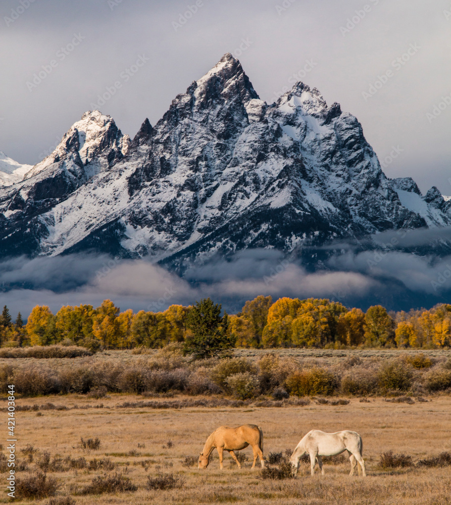 dramatic fall landscape with horses and peak autumn foliage of trees in Grand Teton against the snow capped Teton  mountain in Jackson Hole, Wyoming.