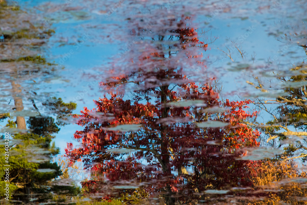 artistic abstract like art of autumn leaves reflection on water.