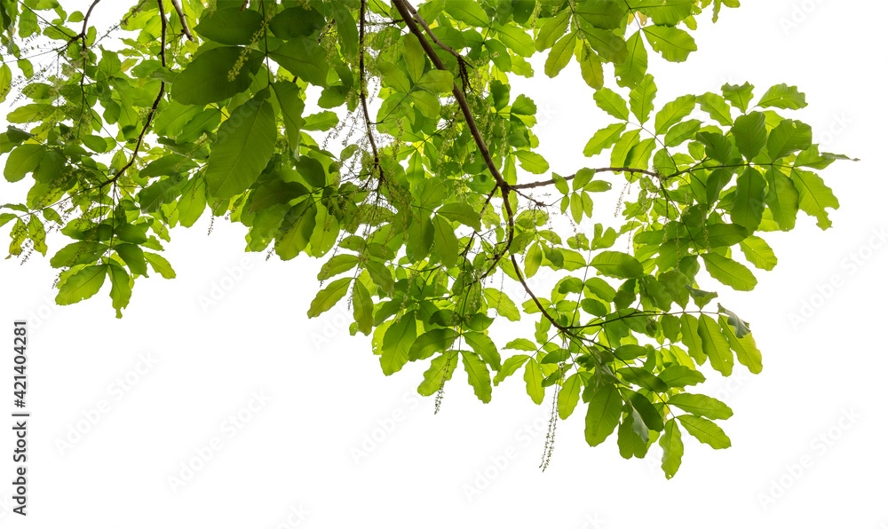 green leaf isolate on white background green leaf isolate on white background