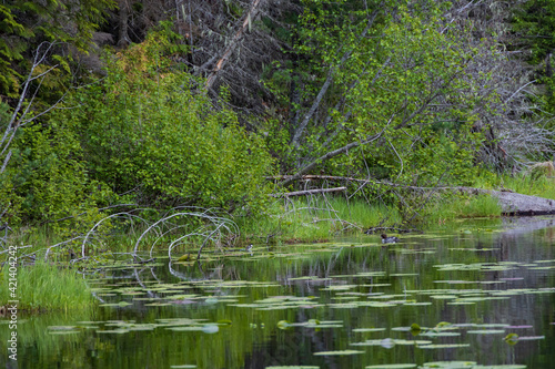 Duck and ducklings in a lake photo