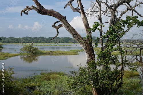 Reservoir and vegetation of Yala National Park  Sri Lanka