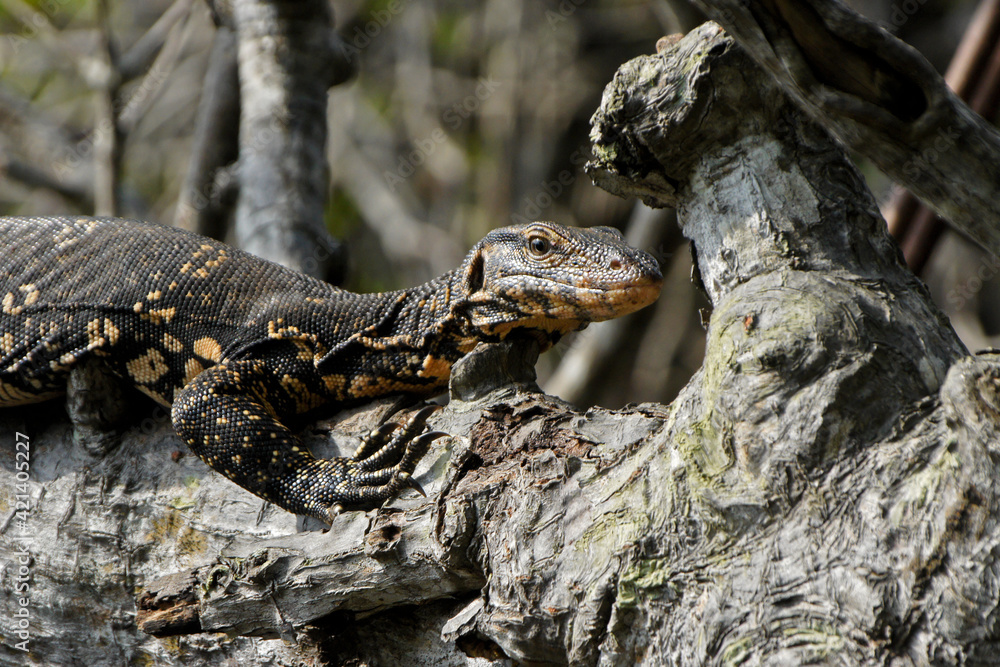Water monitor lizard lying on tree branch, Sri Lanka Water monitor lizard lying on tree branch, Sri Lanka