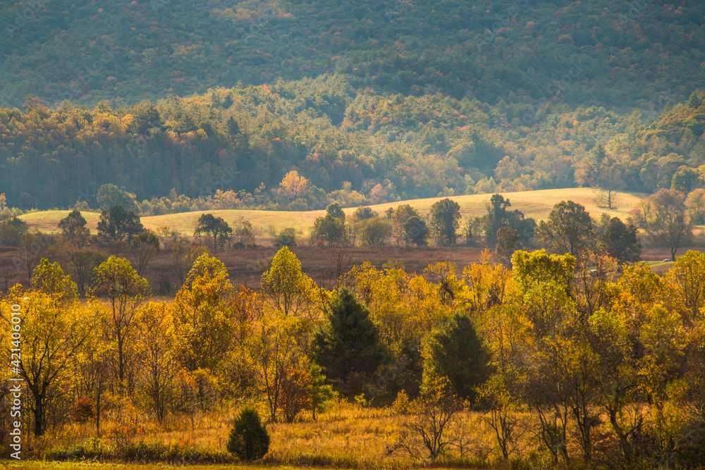 dramatic and vibrant autumn foliage in the Cades Cove in the Great  Smoky Mountain National park  in Tennessee.