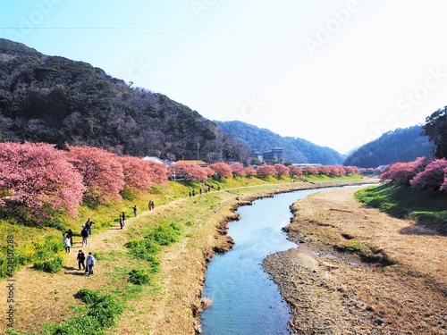Photography the beautiful cherry blossom trees in japan