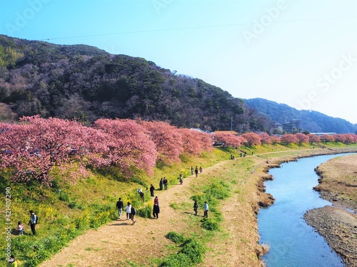 the beautiful cherry blossom trees in japan photo