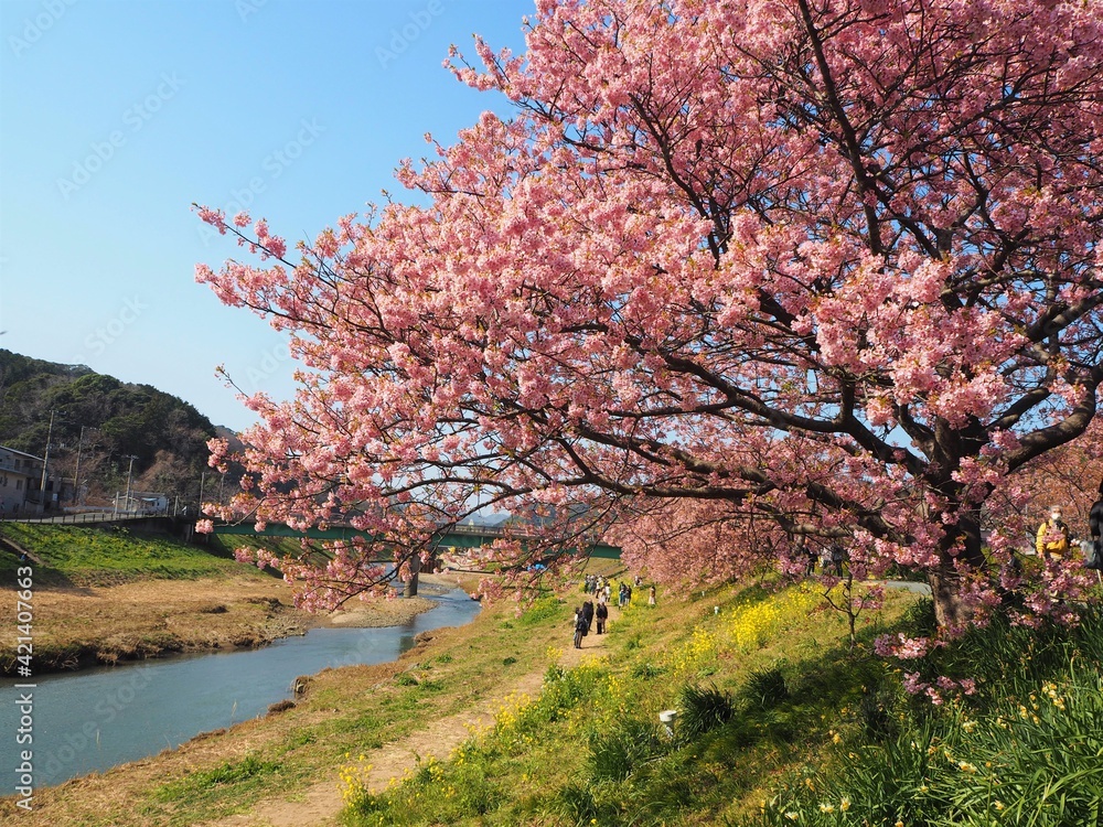 the beautiful cherry blossom trees in japan the beautiful cherry blossom trees in japan