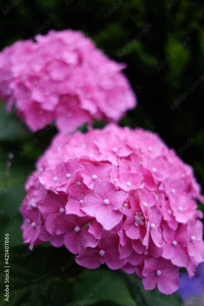 Obraz premium pink hydrangea