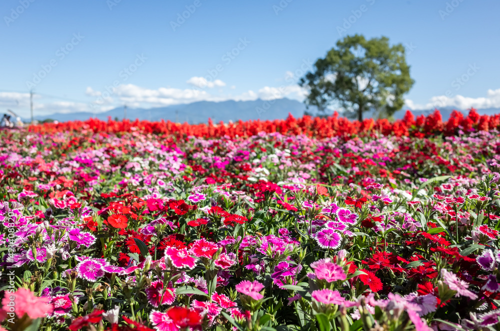 dianthus flowers in the garden