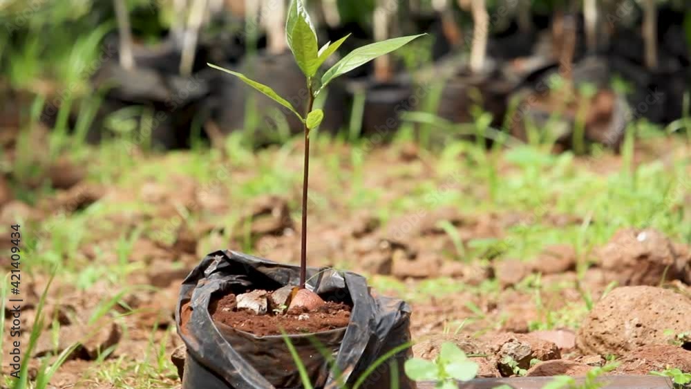Africa kenya-Green bio organic low waste smart agriculture - Avocado seedling in a home garden, indoor farming kenya Africa during covid 2020-2021 social distancing 2020 new year 2021. Africa kenya-Green bio organic low waste smart agriculture - Avocado seedling in a home garden, indoor farming kenya Africa during covid 2020-2021 social distancing 2020 new year 2021.
