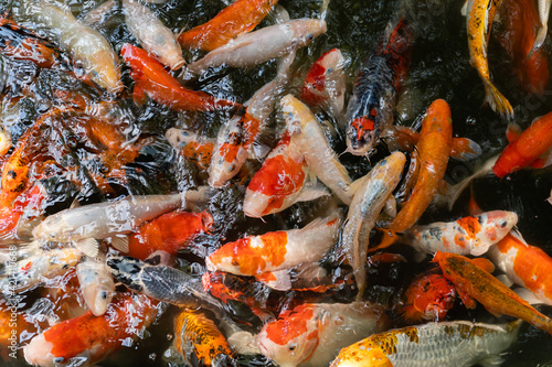 Koi fish or carp fish swimming in pond