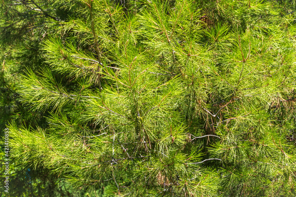 Closeup photo of green needle pine tree. Small pine cones at the end of branches. Blurred pine needles in background