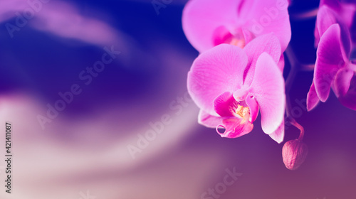 Beautiful fresh orchid flower close up copy space. Floral background.