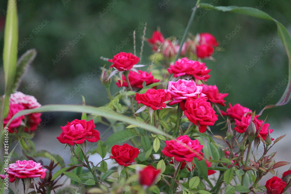 red flowers in the garden