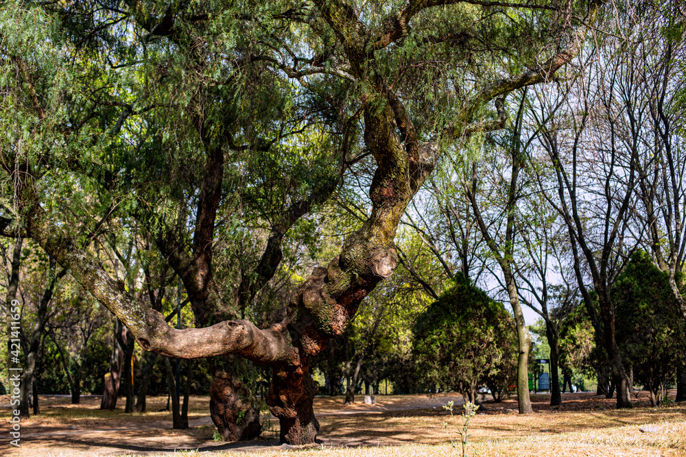 Fototapeta premium Parque de Chapultepec, ciudad de México