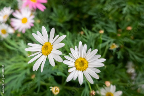 colorful cosmos flowers