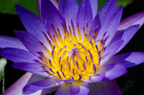 Blossom of waterlily in tropical pond