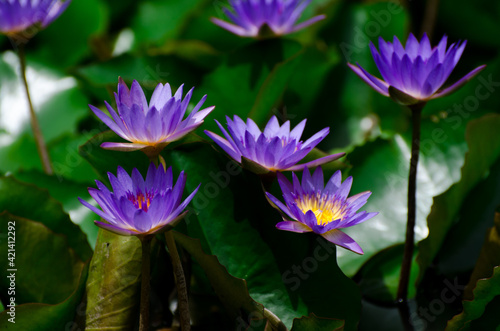 Blossom of waterlily in tropical pond