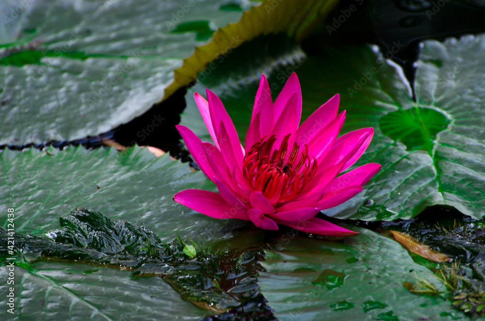 Blossom of waterlily in tropical pond Blossom of waterlily in tropical pond