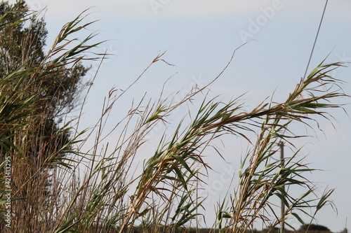 grass and sky