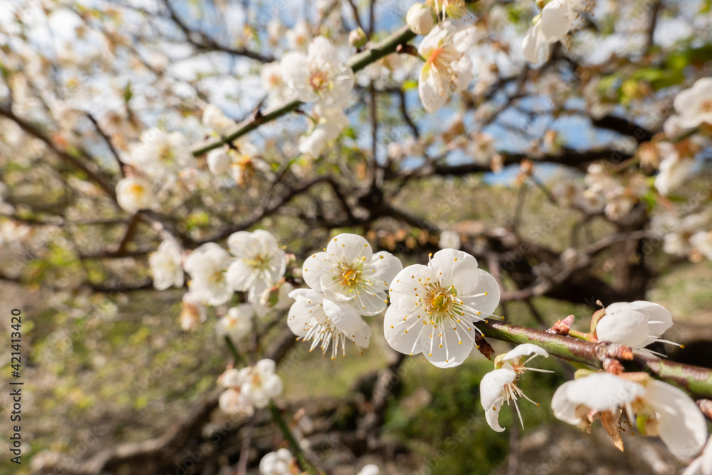 Fototapeta premium white plum blossom under blue sky