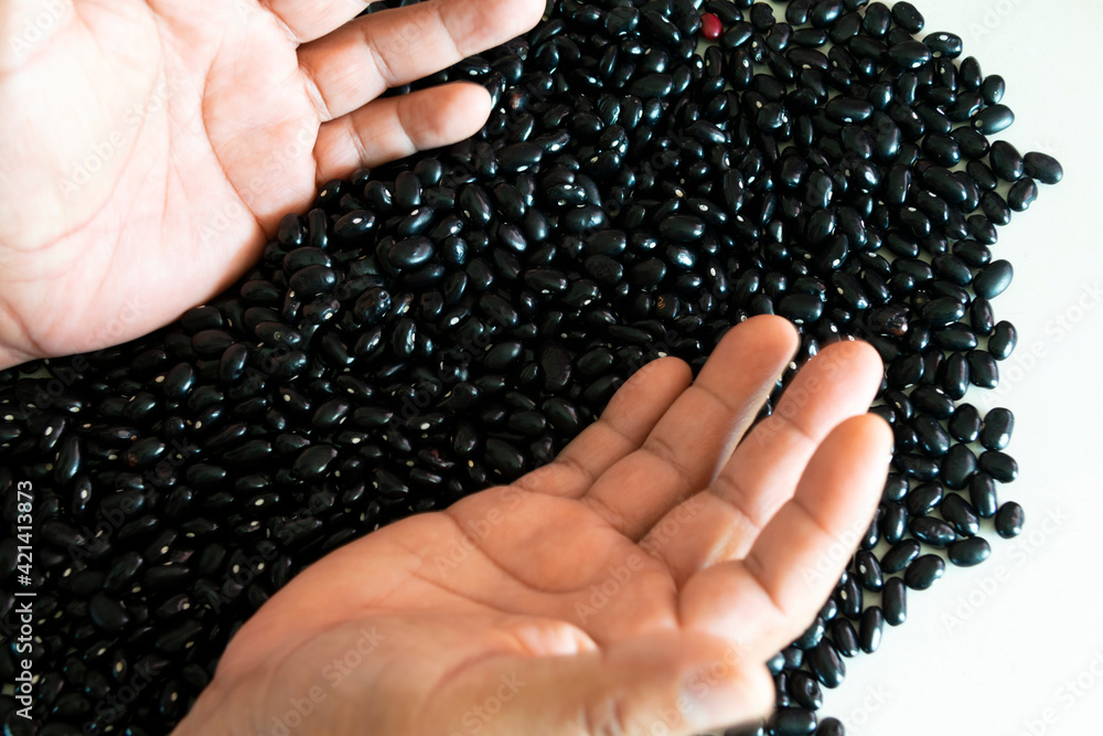 Black bean grains on white wooden table and Latin man's hand, abundant and healthy harvest in Guatemala. Vegetarian food. Black bean grains on white wooden table and Latin man's hand, abundant and healthy harvest in Guatemala. Vegetarian food.