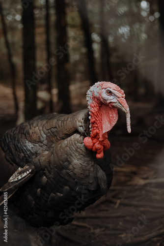Bright red male American turkey crouching in forest