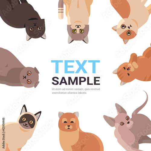 group of purebred cats set fluffy adorable cartoon animals domestic kitty home pets concept flat portrait copy space