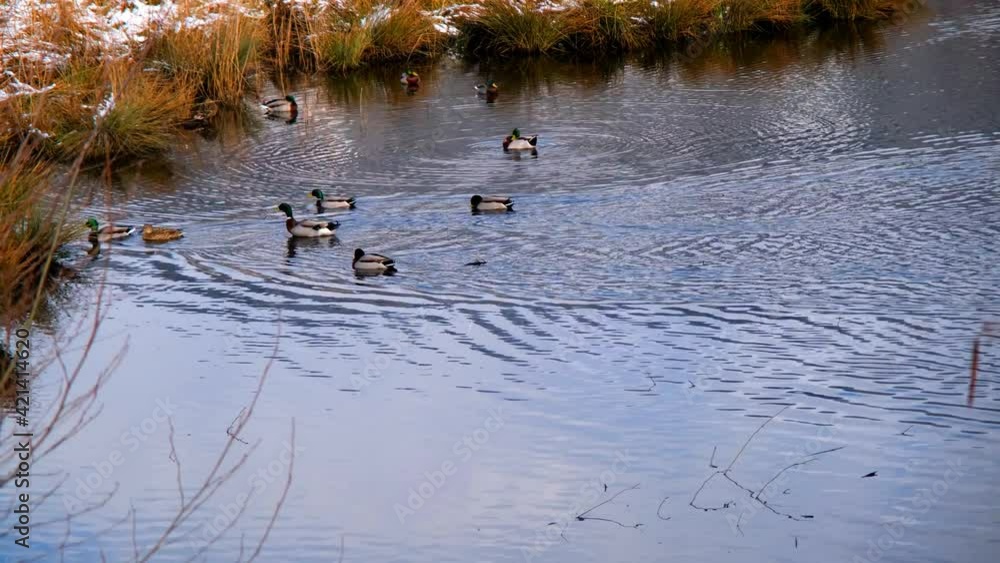 Multiple ducks swimming in the lake of Austria Multiple ducks swimming in the lake of Austria