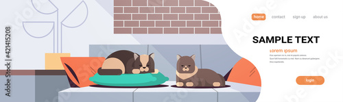 two cats sleeping on pillow fluffy adorable cartoon animals relaxing on sofa modern living room interior domestic kitty home pet concept flat full length copy space horizontal
