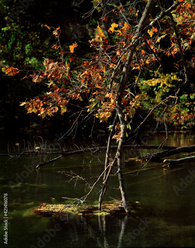 Fallen Branch. A hanging broken branch of a tree partially submerged in the water still adorned with its colorful orange and yellow Autumn leaves. Falling Spring Mill near Winona  Missouri USA  1991.