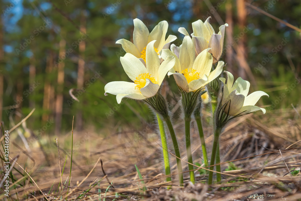 pasque-flower snowdrop flower forest spring sunlight pasque-flower snowdrop flower forest spring sunlight