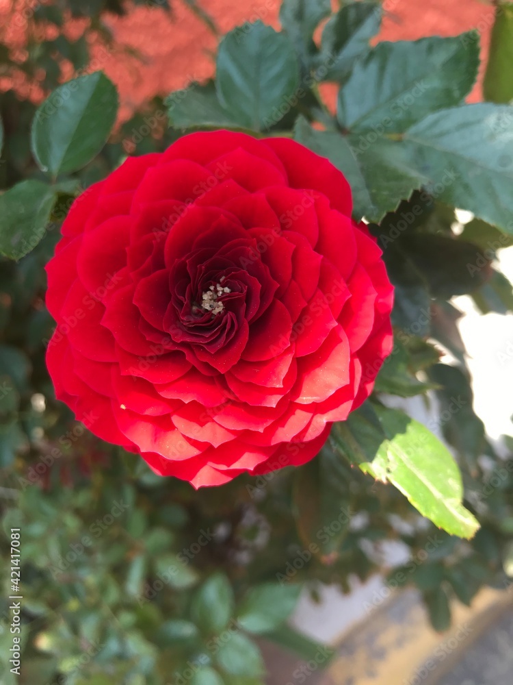 Obraz premium red rose in garden