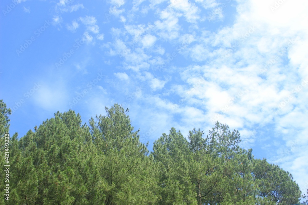 clear blue sky and pine forest leaves, a beautiful natural scenery.