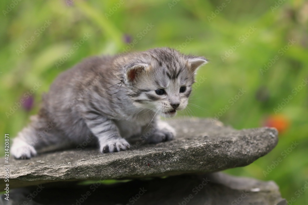 cute maine coon kitten lying on a stone. cute maine coon kitten lying on a stone.