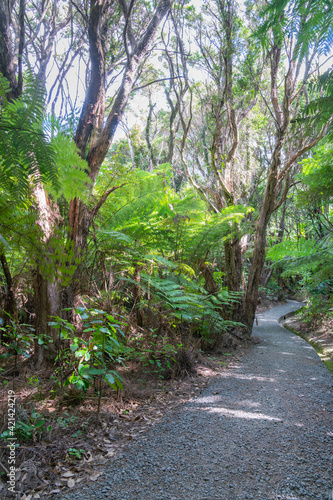 Path through predominately tea trea and fern New Zealand bush.