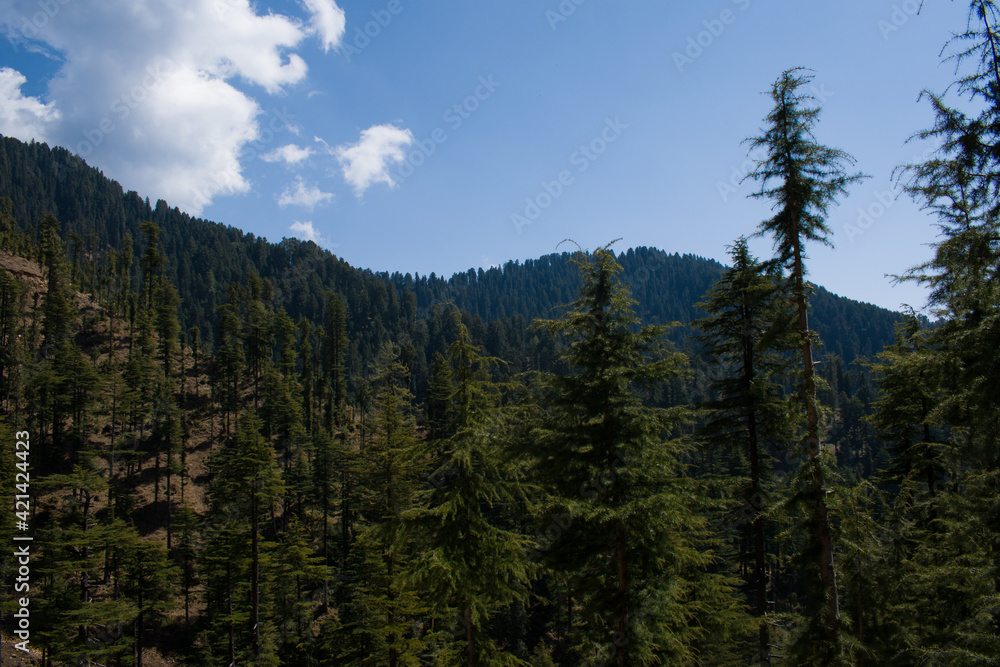 beautiful valley landscape covered with green deodar (himalayan cedar) trees in himachal pradesh, India