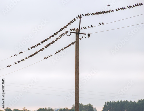 Starlings sit on electrical wires.