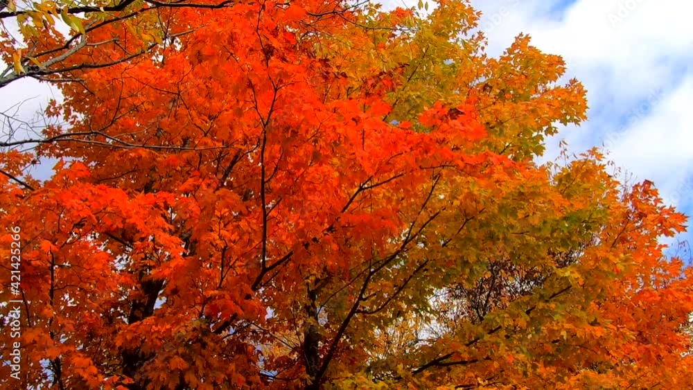 Branches Full of Orange Leaves Blowing in Breeze During Fall Colors in Vermont. Branches Full of Orange Leaves Blowing in Breeze During Fall Colors in Vermont.