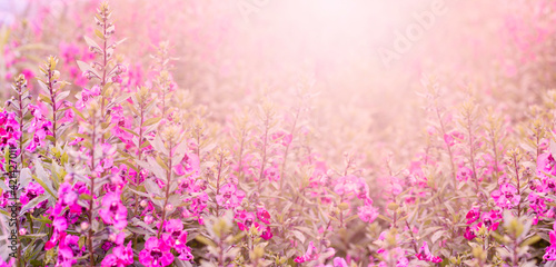 purple flower plant on soft light background, invitation card and banner website design concept