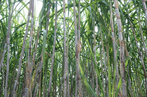 Sugarcane with a natural background. Indonesian call it tebu