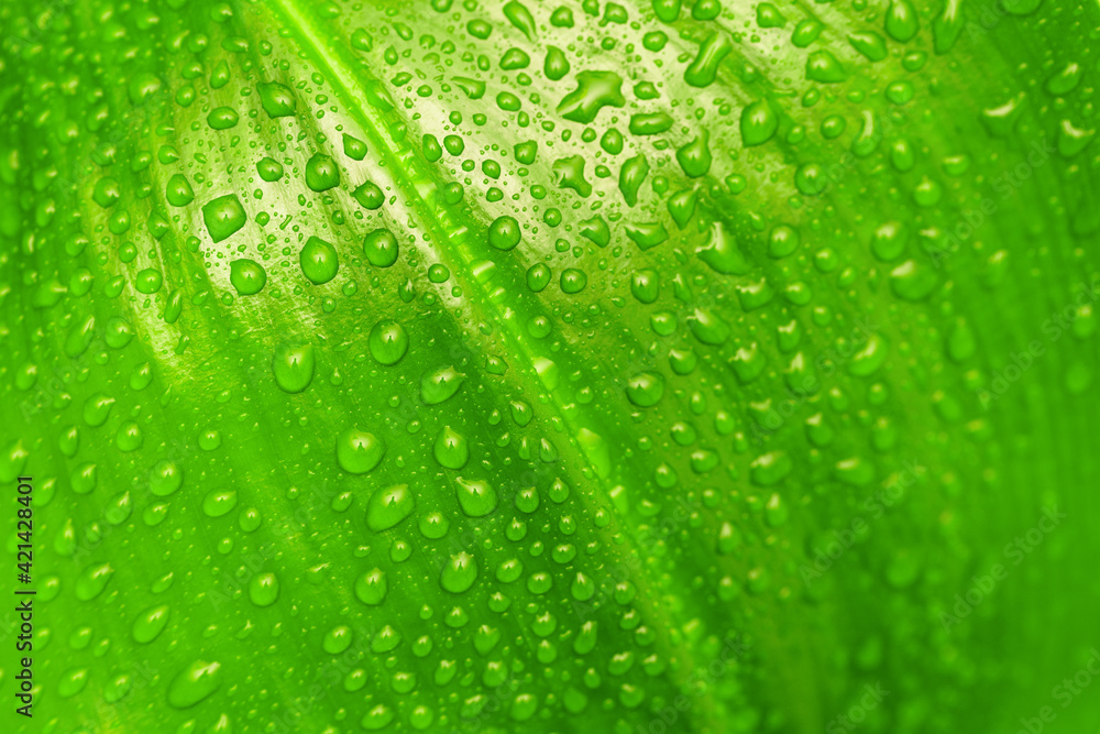 green leaf with drops of water green leaf with drops of water