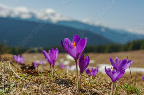 Spring flowering crocus on the slopes and mountain valleys of the Ukrainian Carpathian Mountains with beautiful views of snow-capped peaks. © reme80